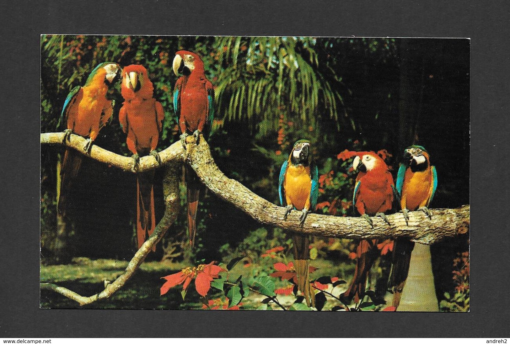 ANIMAUX - ANIMALS - OISEAUX - BIRDS - PARROT JUNGLE - PARROTS - PERROQUETS - PHOTO H.W. HANNAU - Uccelli