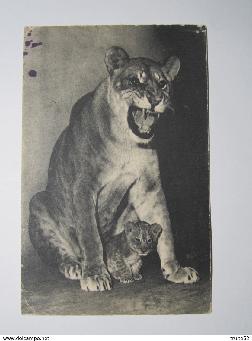 Muséum National D'Histoire Naturelle PARC ZOOLOGIQUE DU BOIS DE VINCENNES Une Lionne Et Son Petit - Autres & Non Classés