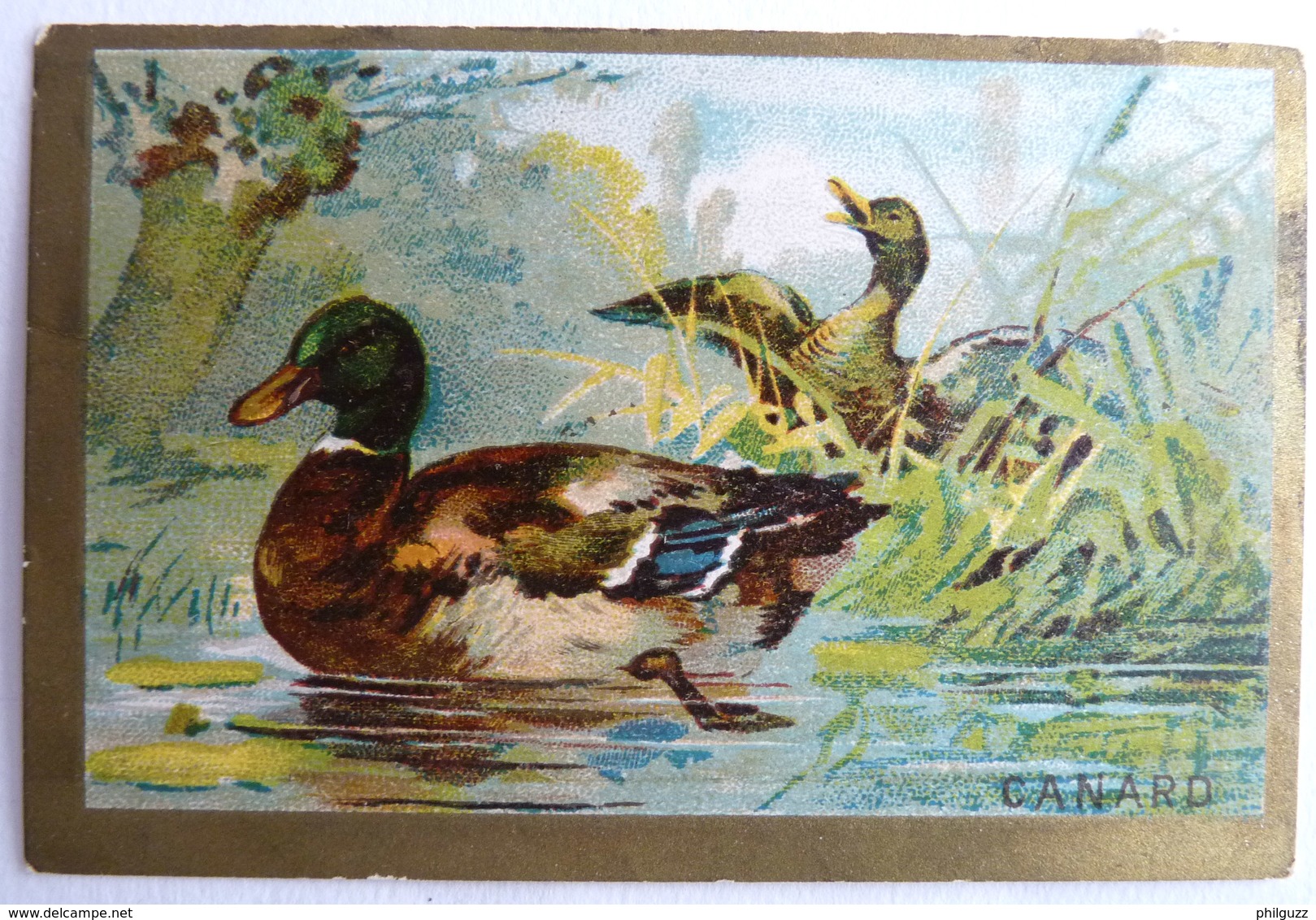 CHROMO EDUCATIF OISEAUX  - CANARD COL VERT - Autres & Non Classés