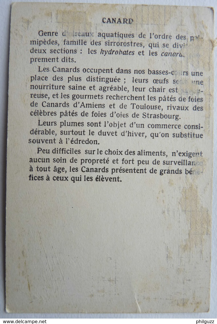 CHROMO EDUCATIF OISEAUX  - CANARD COL VERT - Autres & Non Classés