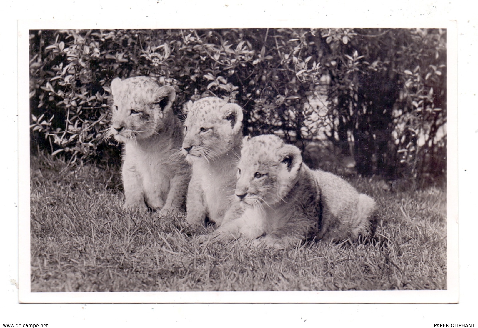 2000 HAMBURG - STELLINGEN Hagenbeck, Zoo, Löwenbabys - Stellingen