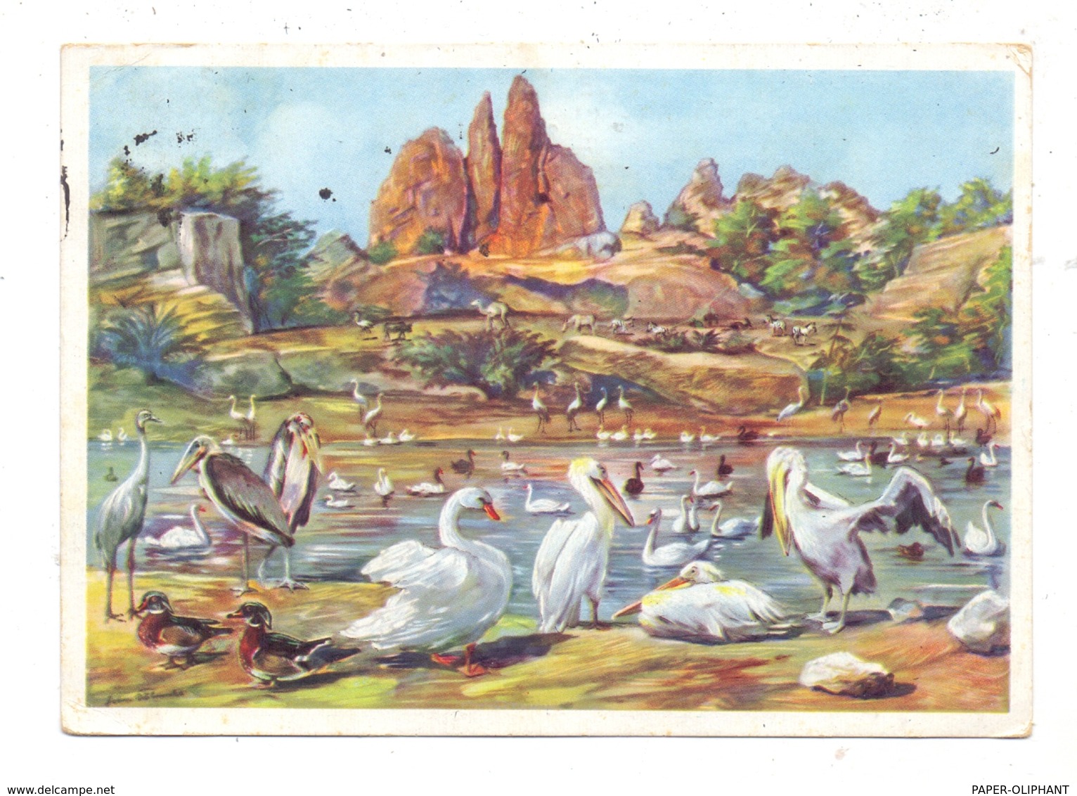 2000 HAMBURG - STELLINGEN Hagenbeck, Zoo, Großer Vogelteich, Pelikane, Sarus-Kraniche, Schwäne, 1931 - Stellingen