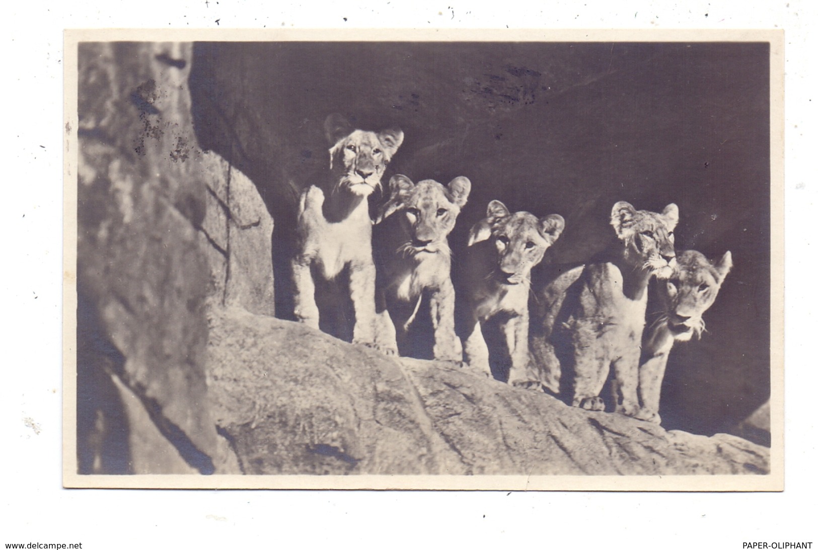 2000 HAMBURG - STELLINGEN Hagenbeck, Zoo, Löwinnen In Der Löwenschlucht, 1931, Rücks. Kl. Klebereste - Stellingen