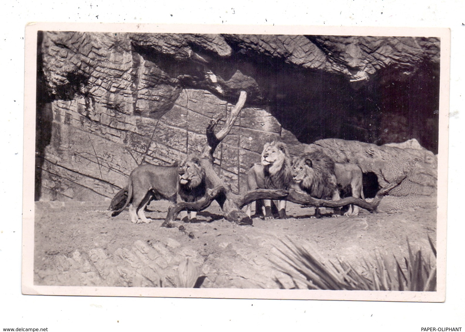 2000 HAMBURG - STELLINGEN Hagenbeck, Zoo, Löwenschlucht, 1935 - Stellingen