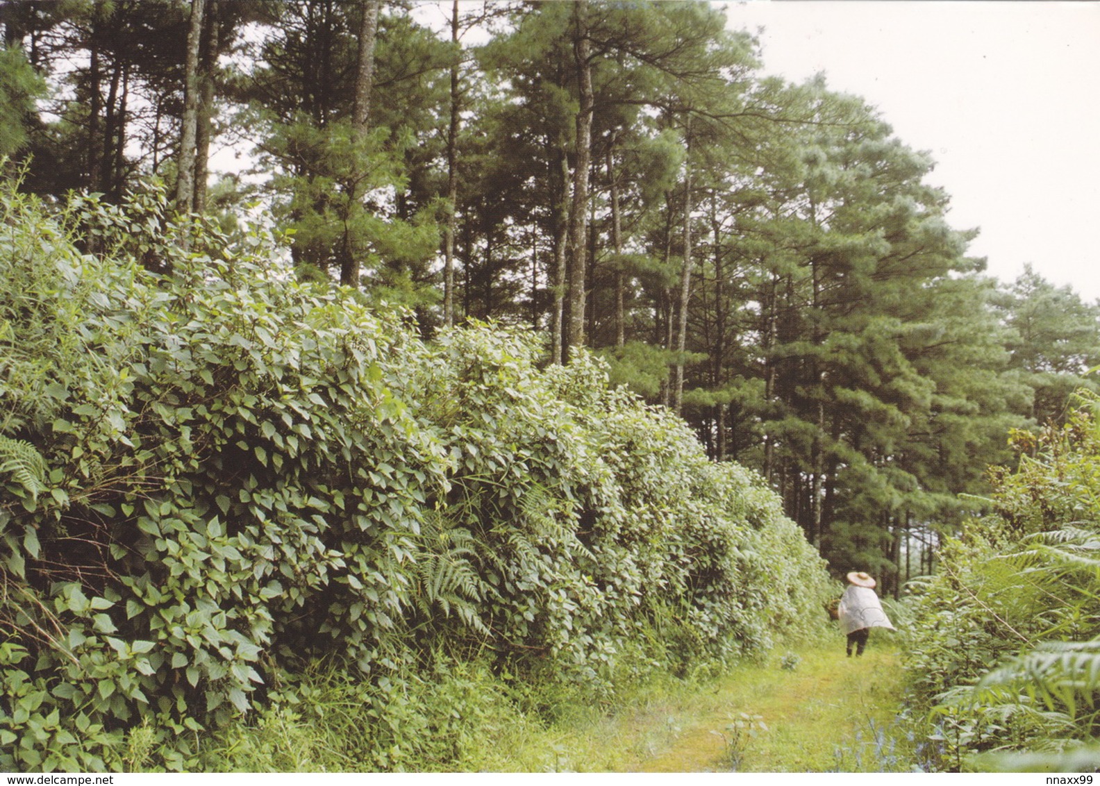 China - An Invasive Species, Crofton Weed (Ageratina Adenophora) In Yunnan - Giftige Pflanzen