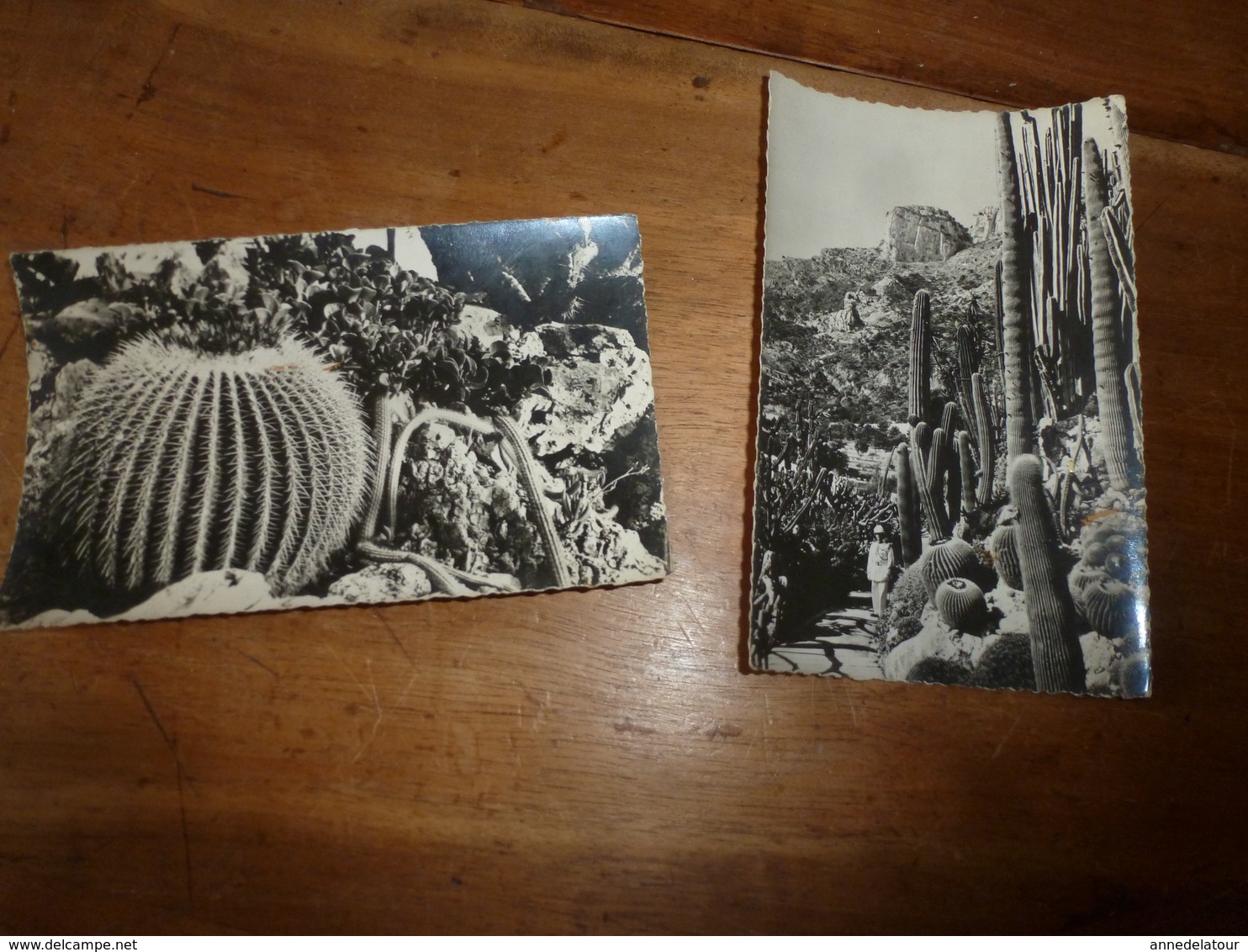 CPM : Lot De 2 Cartes ----> Jardin Exotique De MONACO - Cactussen