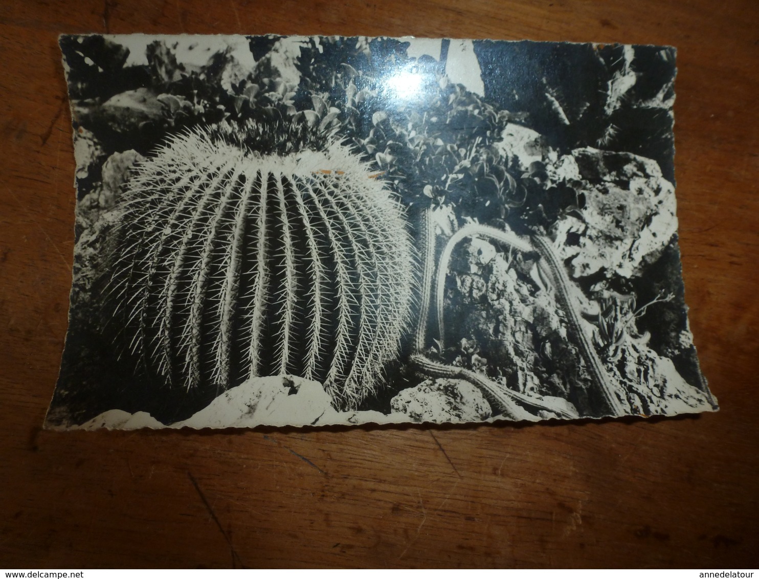 CPM : Lot De 2 Cartes ----> Jardin Exotique De MONACO - Cactussen