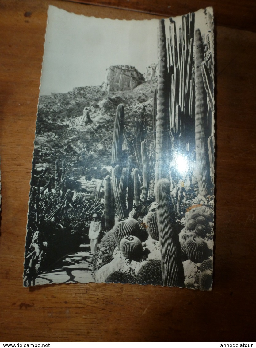 CPM : Lot De 2 Cartes ----> Jardin Exotique De MONACO - Cactus