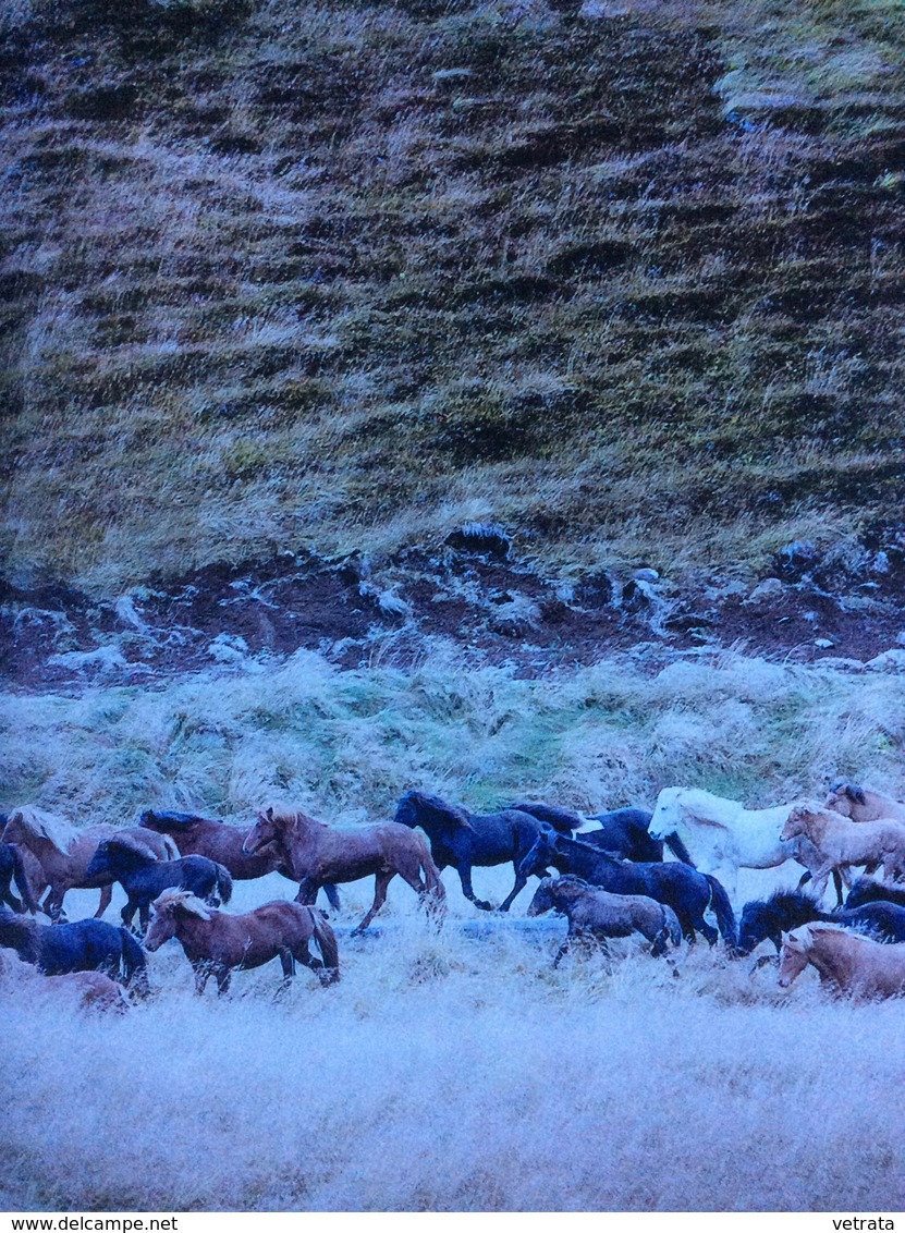 WOW Magazine (journal Islandais En Langue Anglaise - 2017) : Bringing Home The Horses - Scandinavian Languages