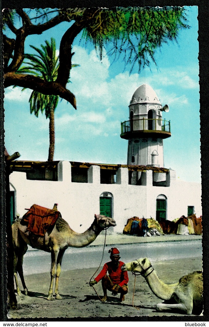 Ref 1246 - Photo Postcard - Camels Outside Sheikh Othman Mosque - Aden Yemen - Yemen