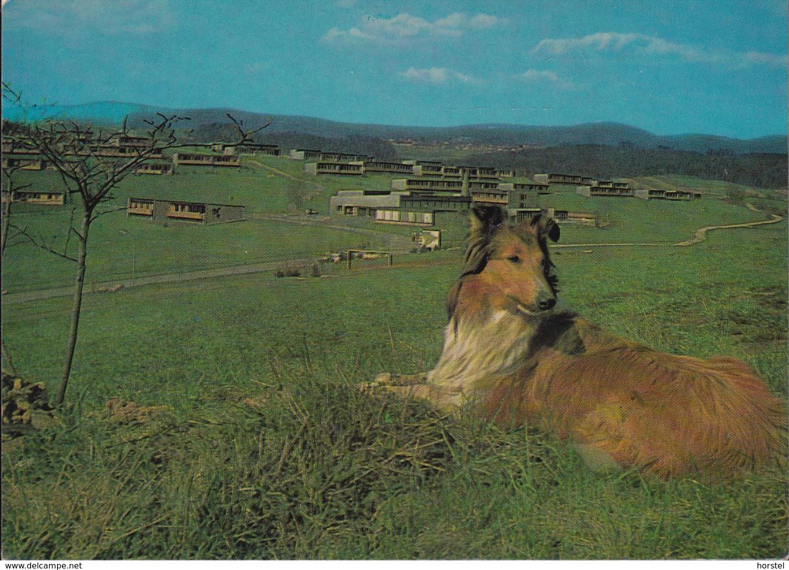 D-94481 Grafenau - Luftkurort - Feriendorf - Dog - Collie - Freyung