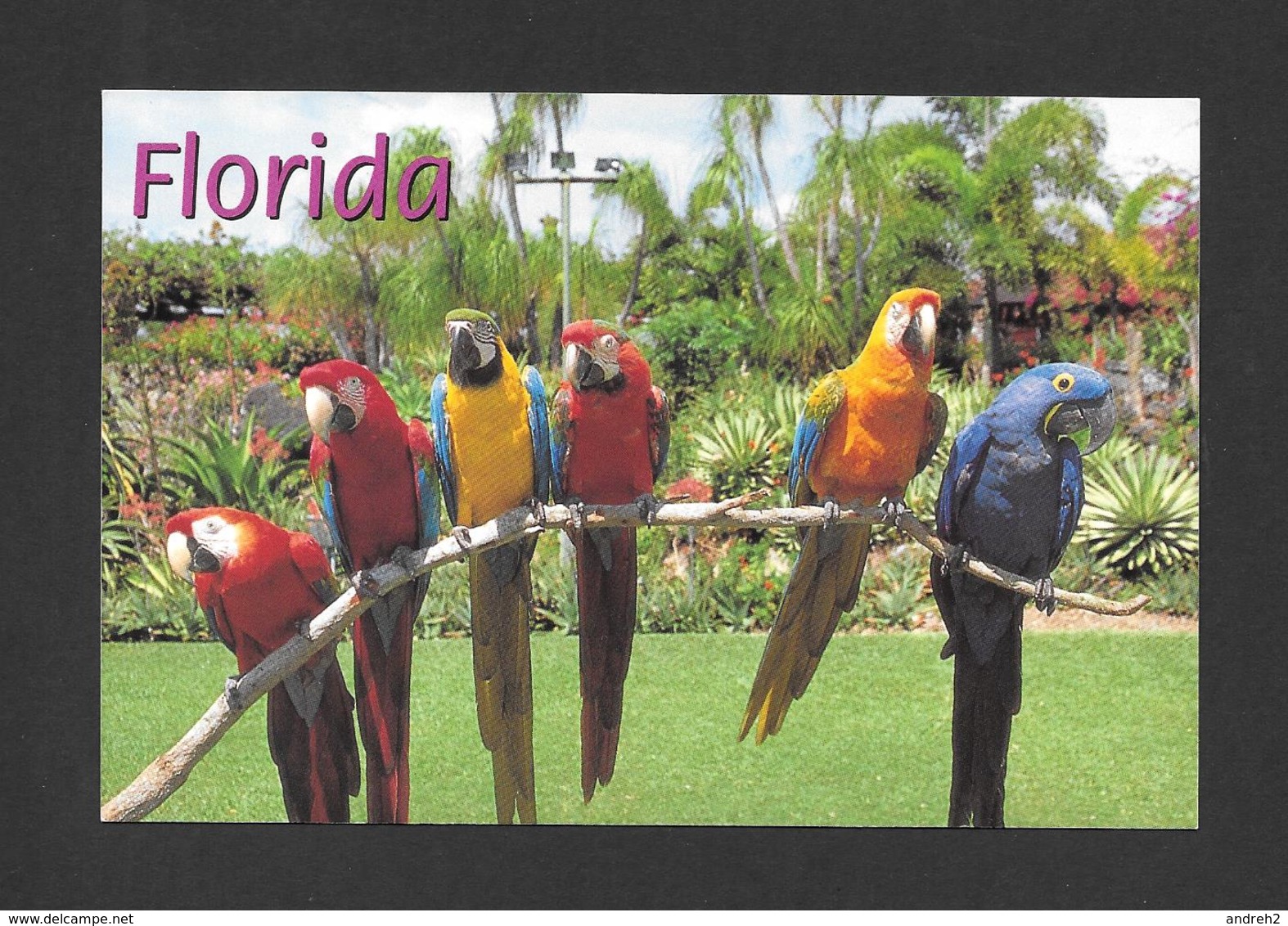 ANIMAUX - ANIMALS - OISEAUX - BIRDS - PARROT JUNGLE FLORIDA - PARROTS - PERROQUETS - PHOTO BY ALAN SCHEIN - Oiseaux