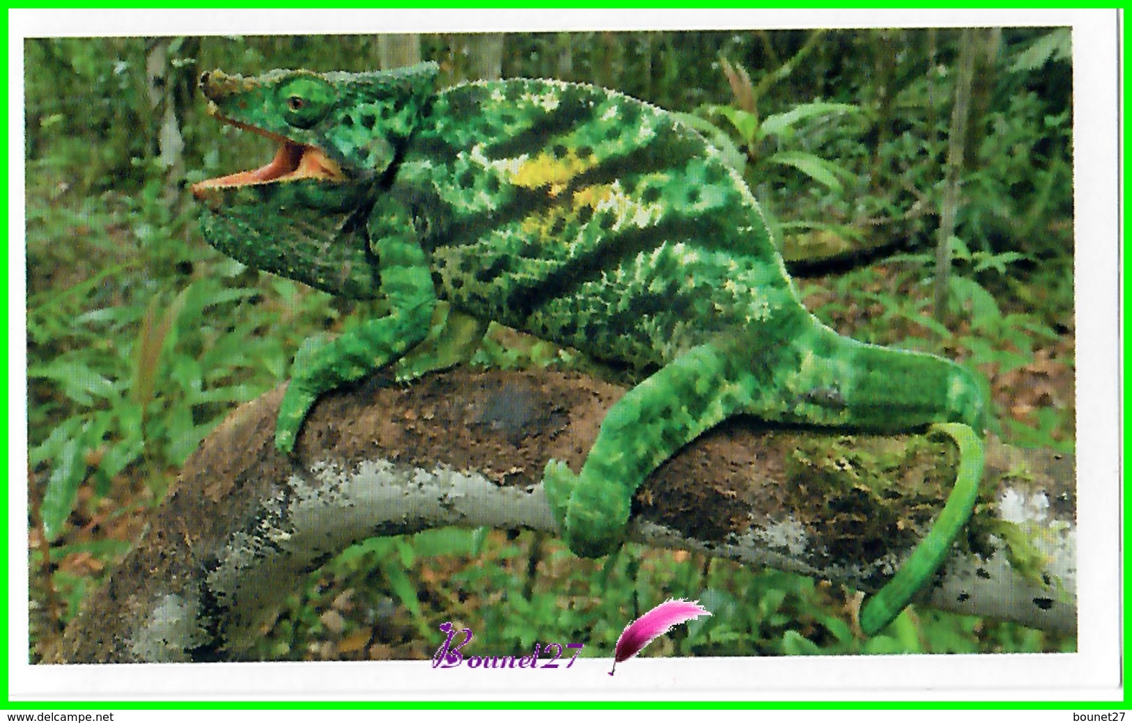 Vignette Image Stickers JUNGLE MANIA N° 122 Caméléon De Parson Reptile - Otros & Sin Clasificación