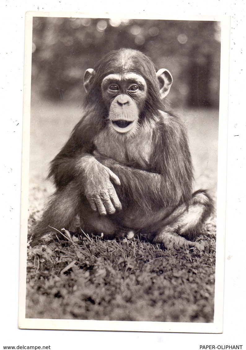 2000 HAMBURG - STELLINGEN Hagenbeck, Zoo, Schimpanse, 1956 - Stellingen
