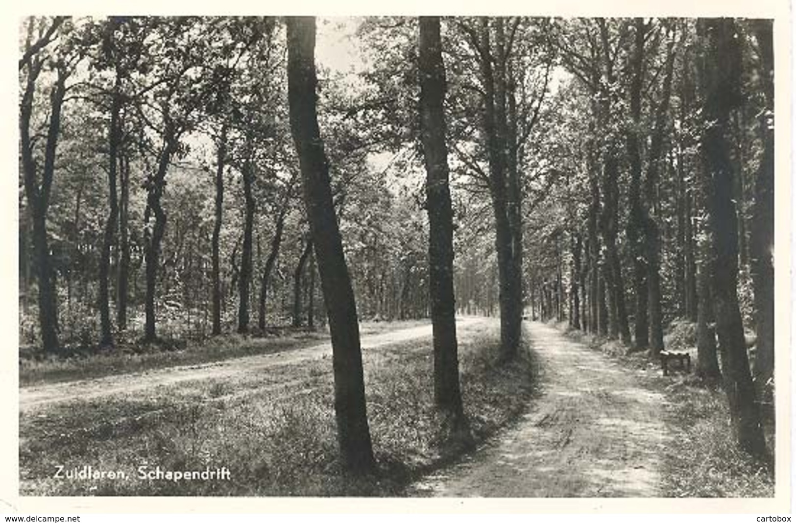 Zuidlaren, Schapendrift   (glansfotokaart) - Zuidlaren