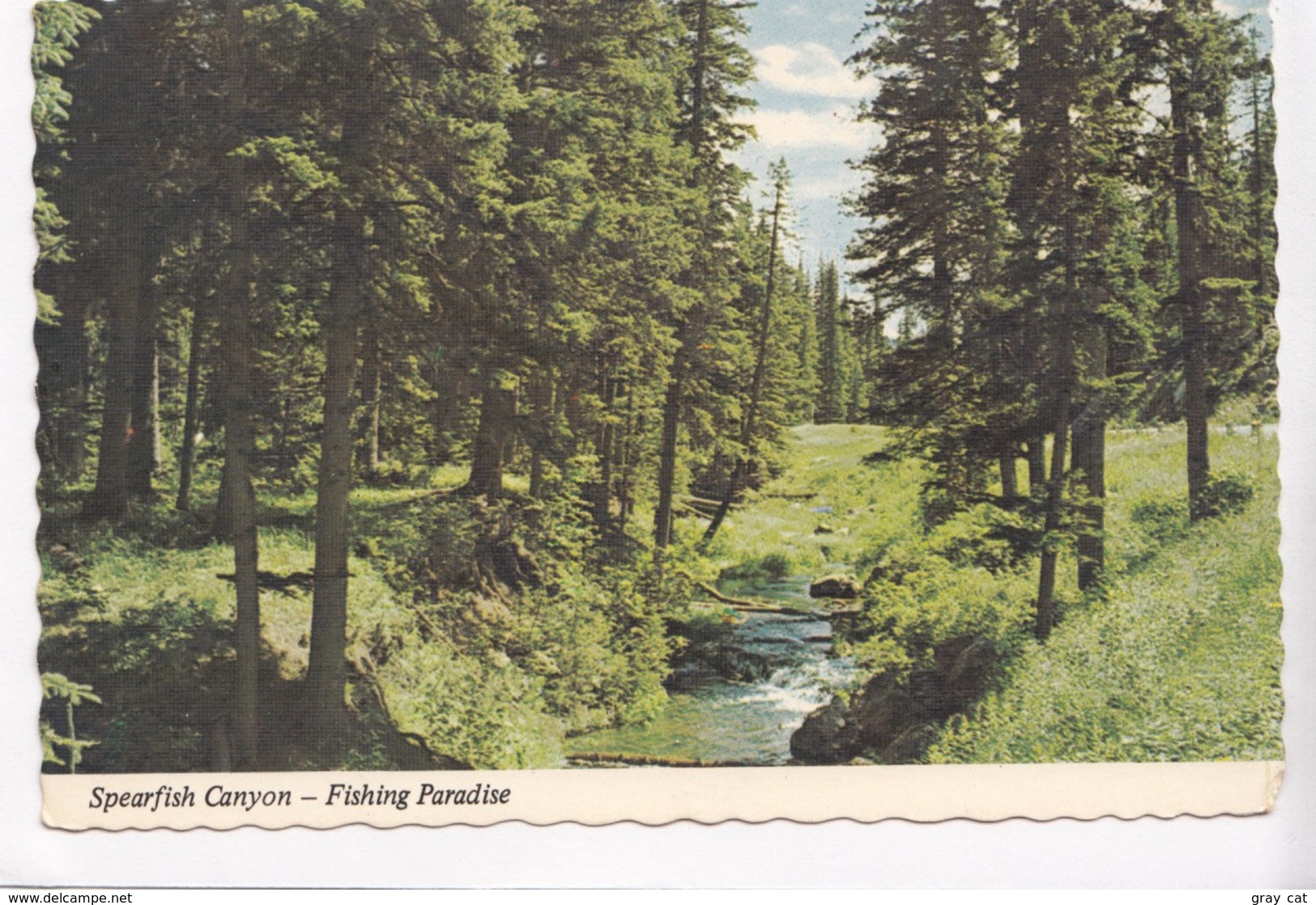 Spearfish Canyon, Fishing Paradise, Black Hills, South Dakota, Postcard [22523] - Other & Unclassified