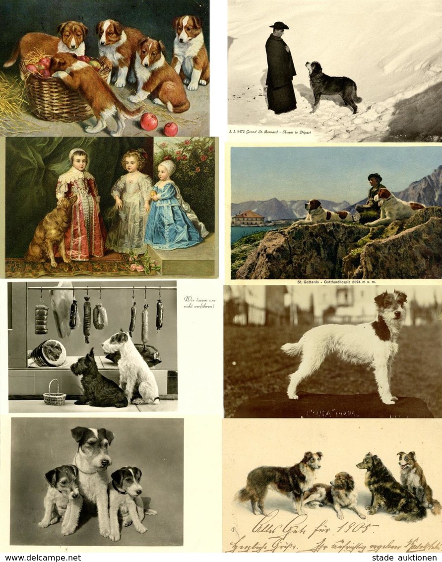 Hund Partie Mit über 140 Ansichtskarten Meist Vor 1945 I-II Chien - Honden
