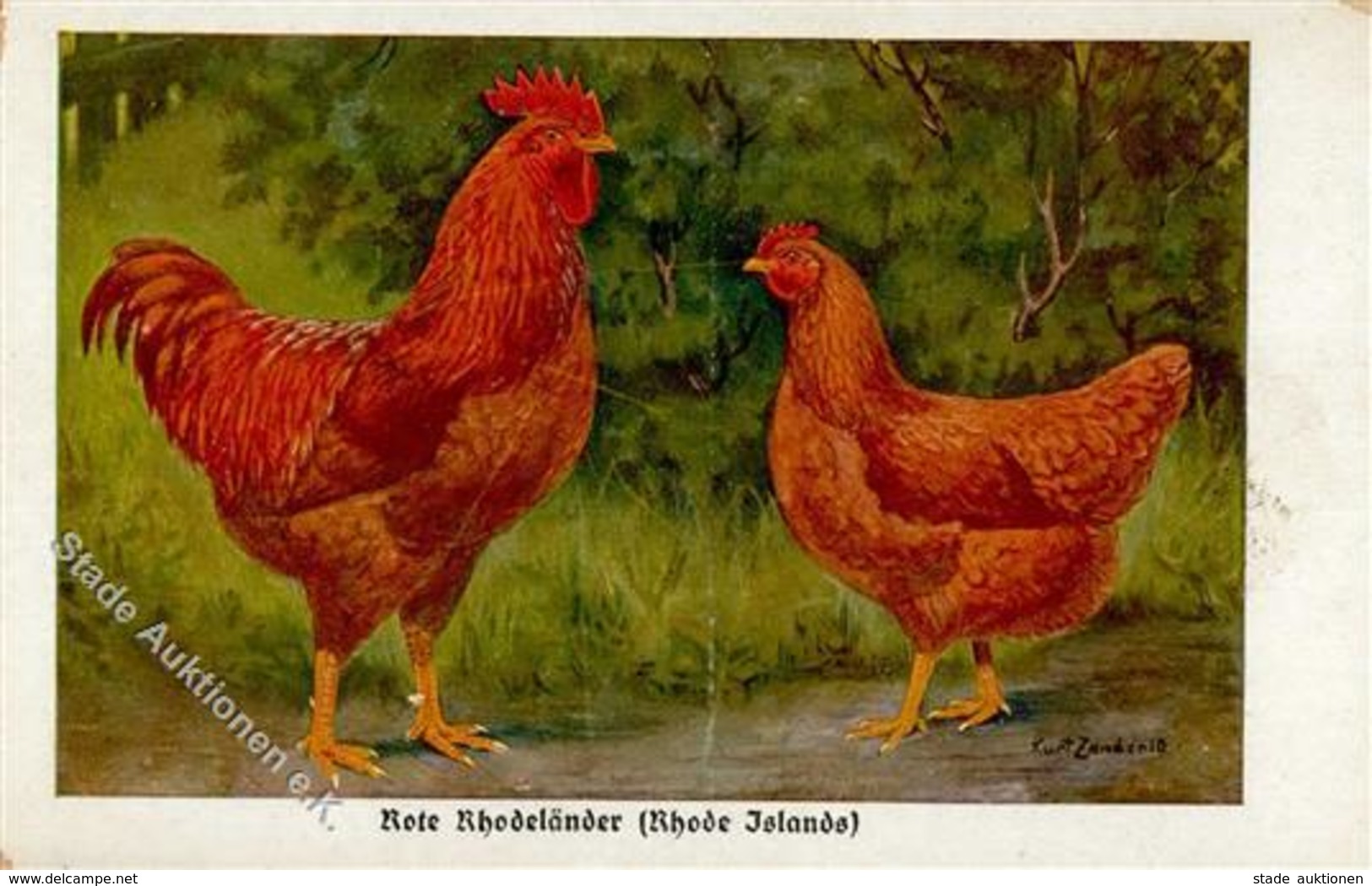 Huhn Rote Rhodeländer Sign. Zander, K. Künstlerkarte I-II - Sonstige & Ohne Zuordnung