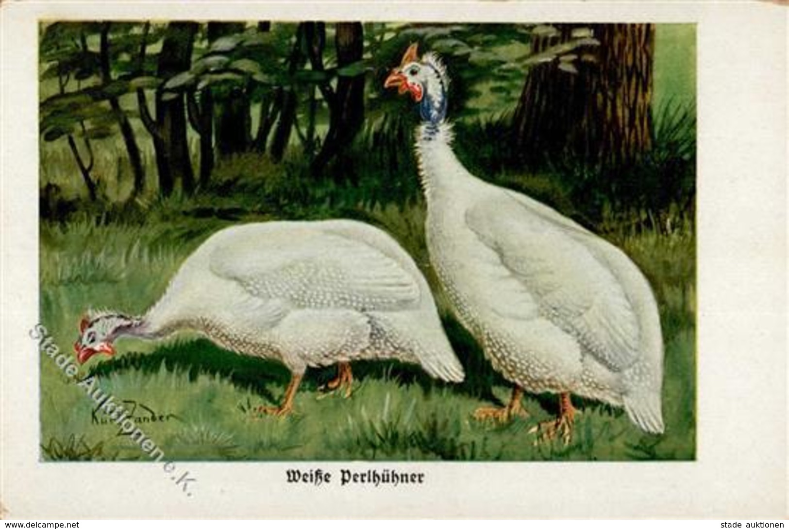 Huhn Weiße Perlhühner Sign. Zander, K. Künstlerkarte I-II - Sonstige & Ohne Zuordnung