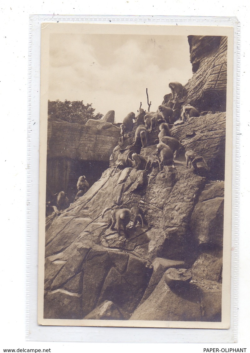 2000 HAMBURG - STELLINGEN Hagenbeck, Zoo, Affenfelsen, Mantelpaviane - Stellingen