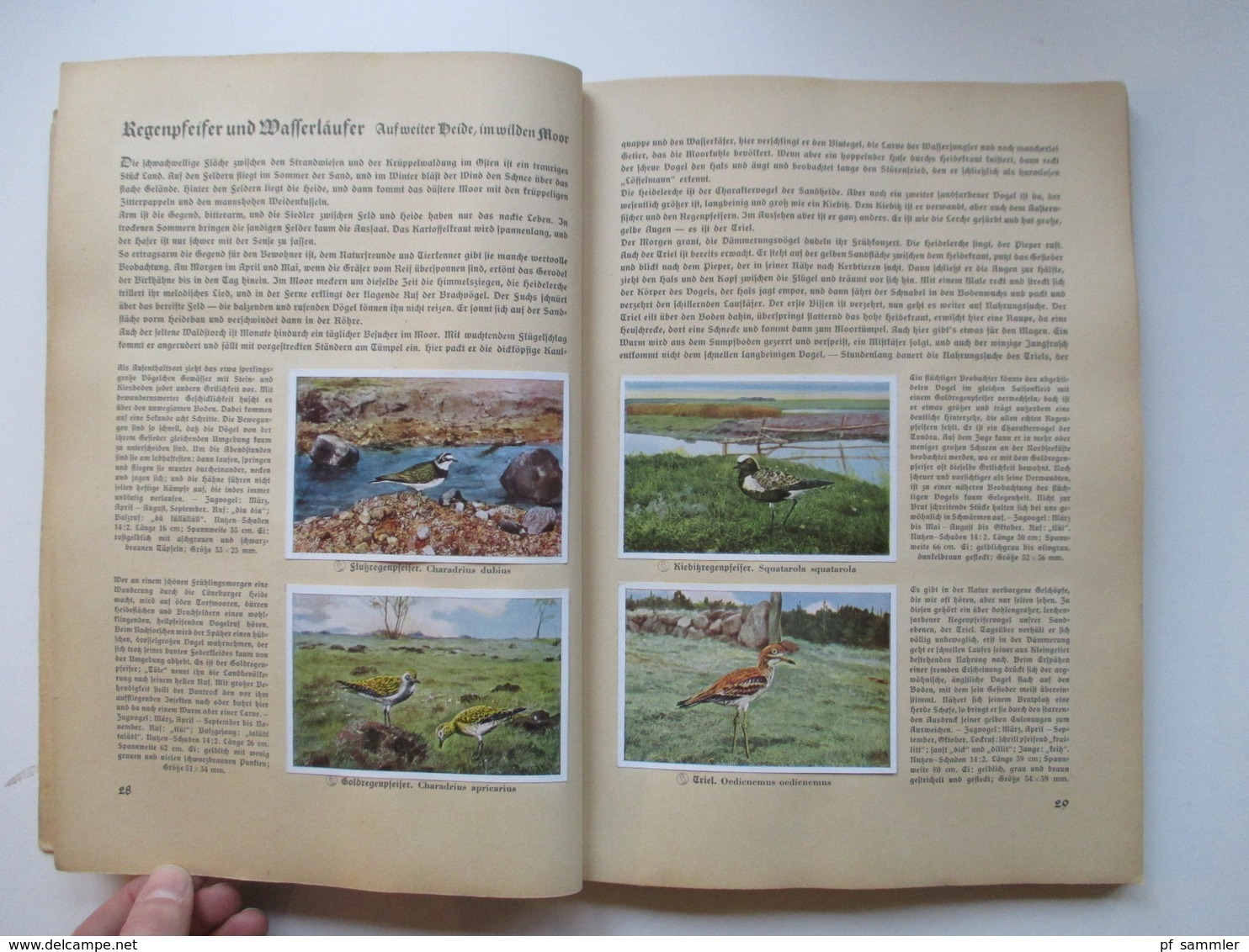 Sammelbilder komplettes Album aus Deutschlands Vogelwelt von 1936 Zigarettenbilder