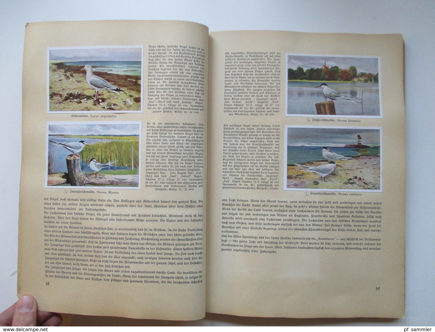 Sammelbilder komplettes Album aus Deutschlands Vogelwelt von 1936 Zigarettenbilder