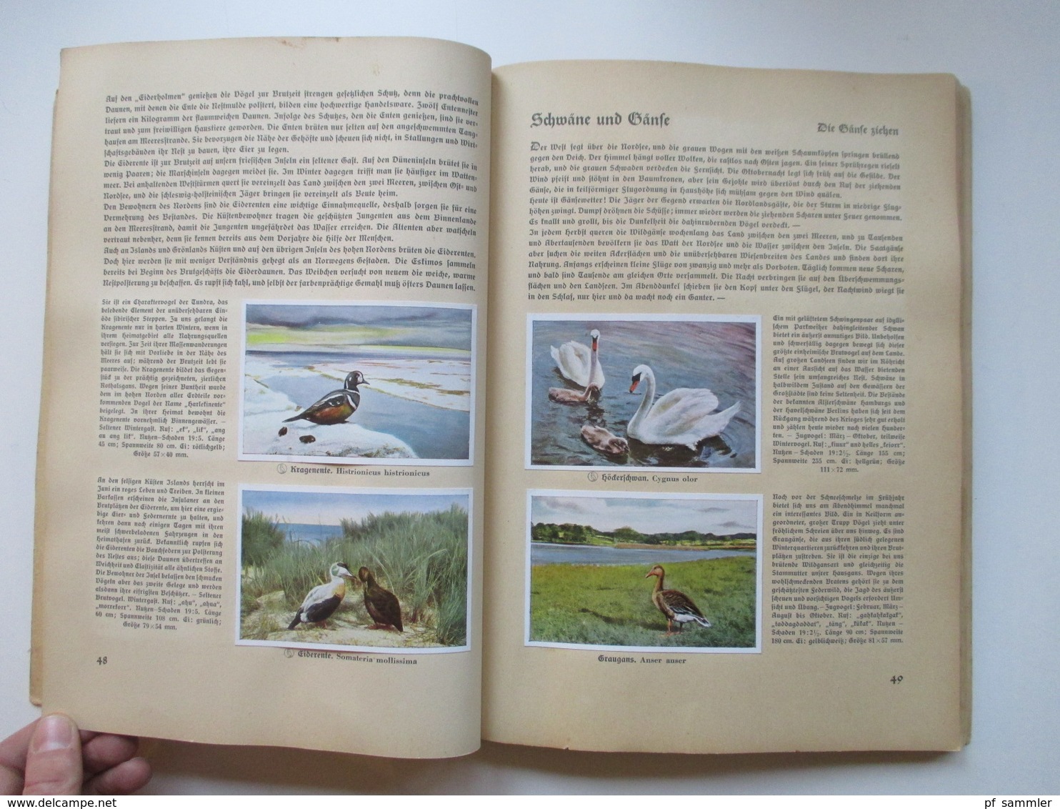 Sammelbilder komplettes Album aus Deutschlands Vogelwelt von 1936 Zigarettenbilder