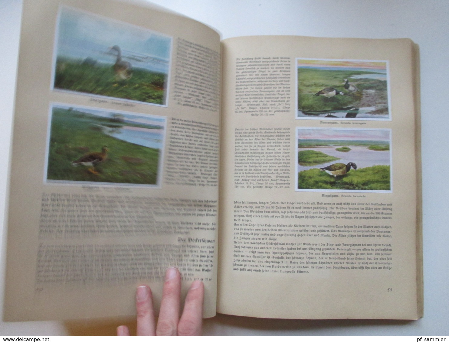 Sammelbilder komplettes Album aus Deutschlands Vogelwelt von 1936 Zigarettenbilder