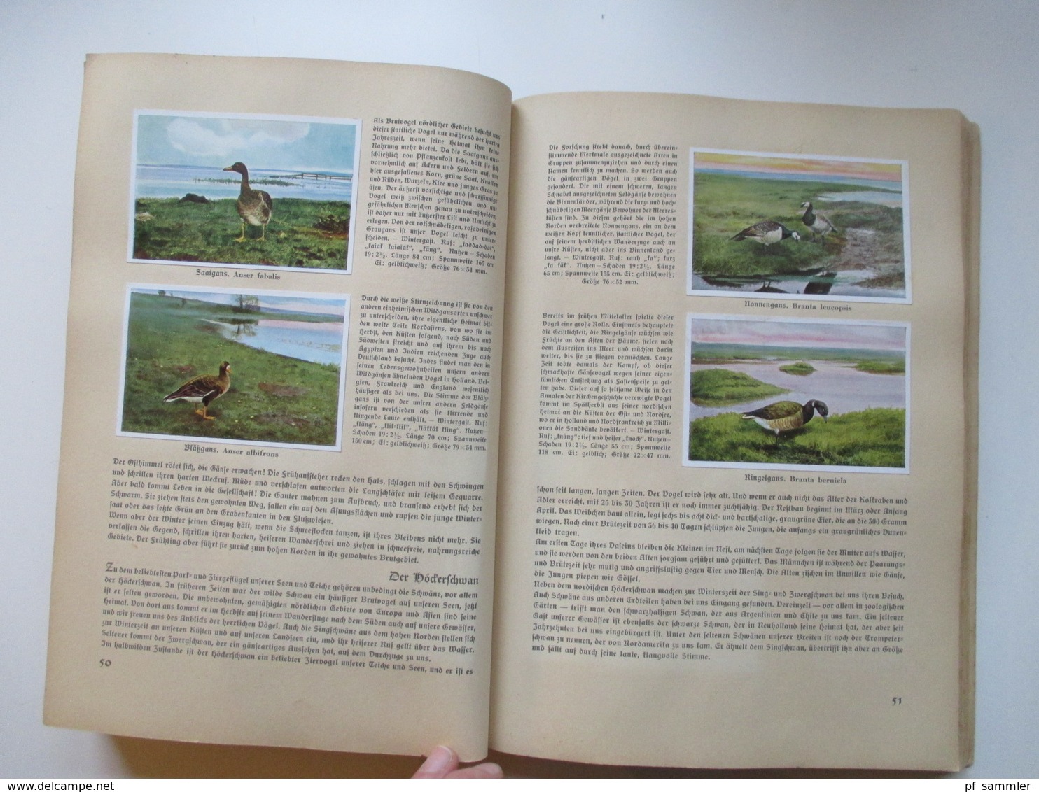 Sammelbilder komplettes Album aus Deutschlands Vogelwelt von 1936 Zigarettenbilder