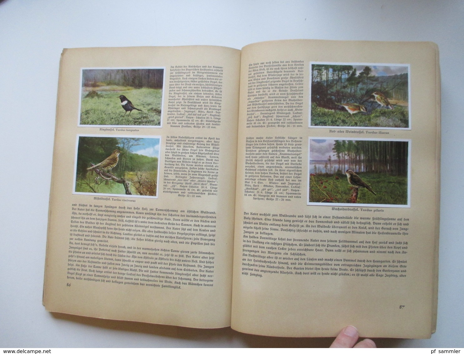 Sammelbilder komplettes Album aus Deutschlands Vogelwelt von 1936 Zigarettenbilder