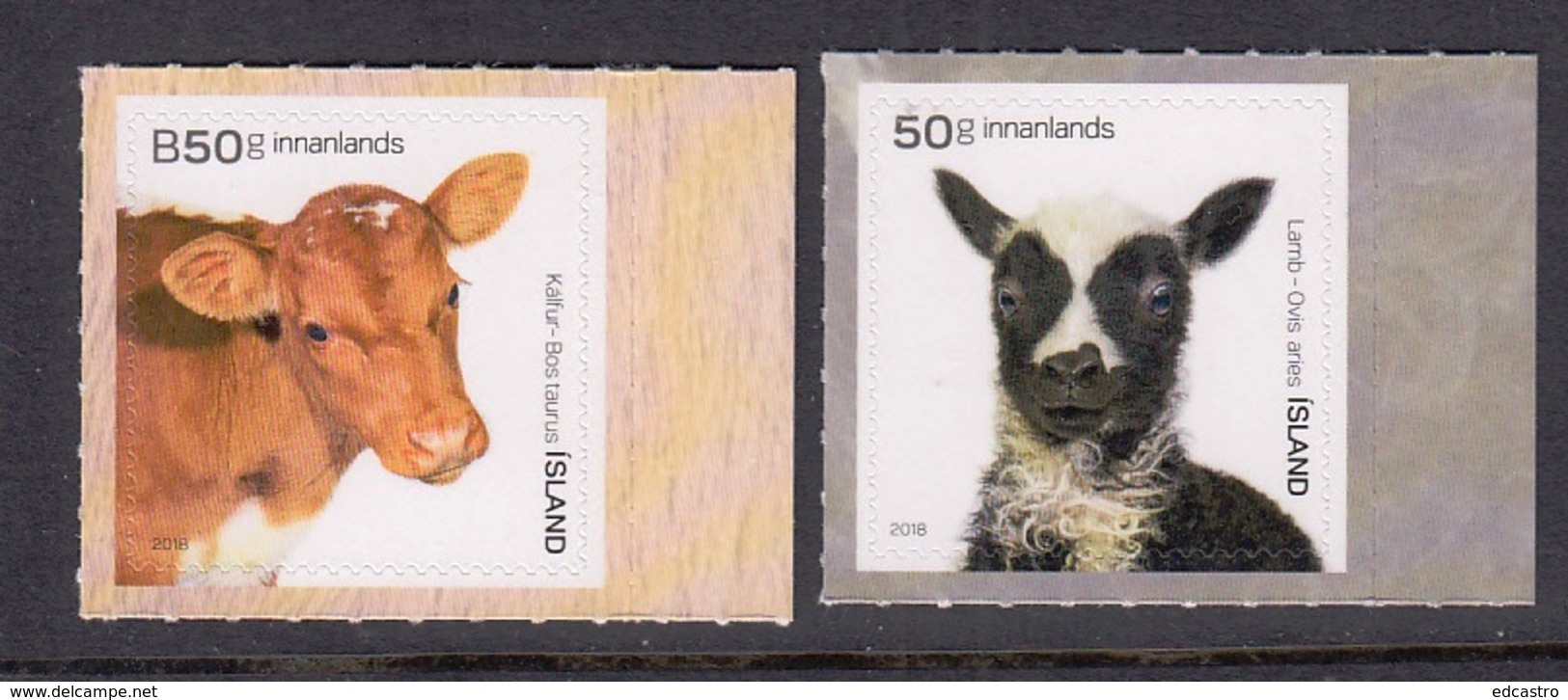 5.- ICELAND 2018 DOMESTIC ANIMALS COW - Otros & Sin Clasificación