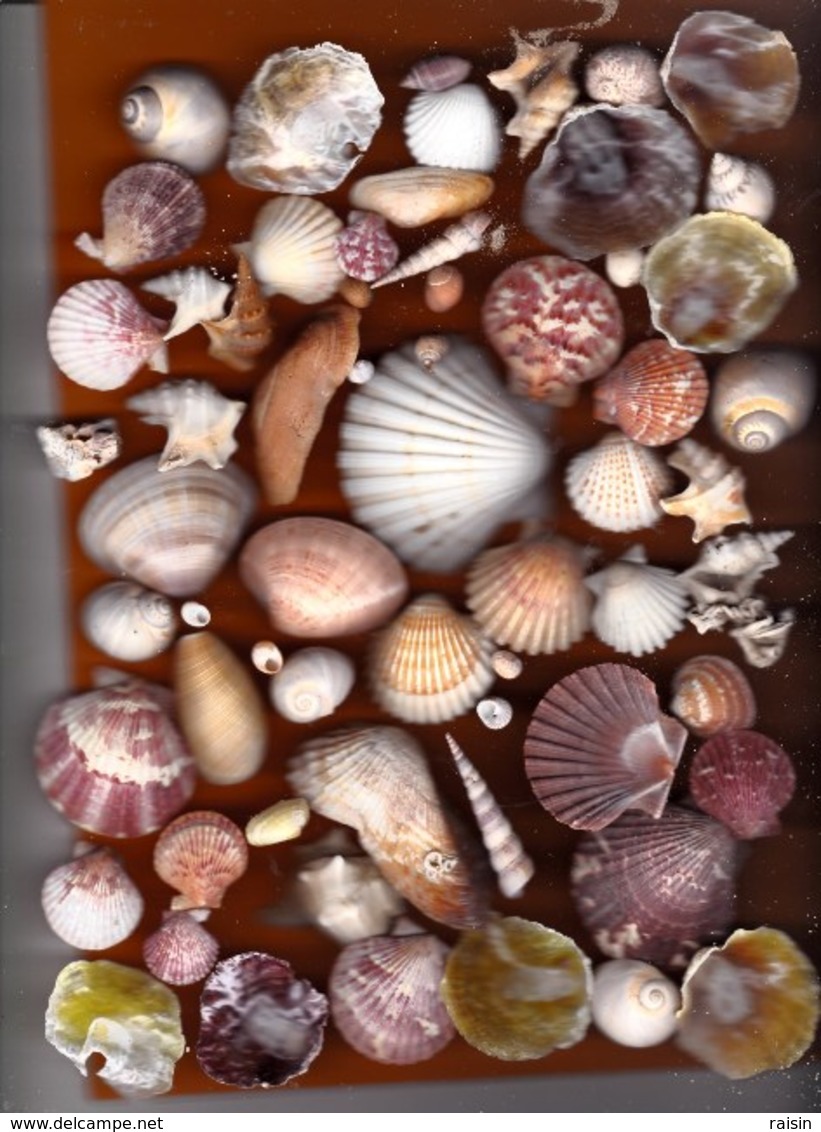 Lot De Coquillages Mer Méditerranée Coquilles Diverse,pectens,vernis,telline,nacres,balanes,escargots,spirifer,murex.. - Coquillages