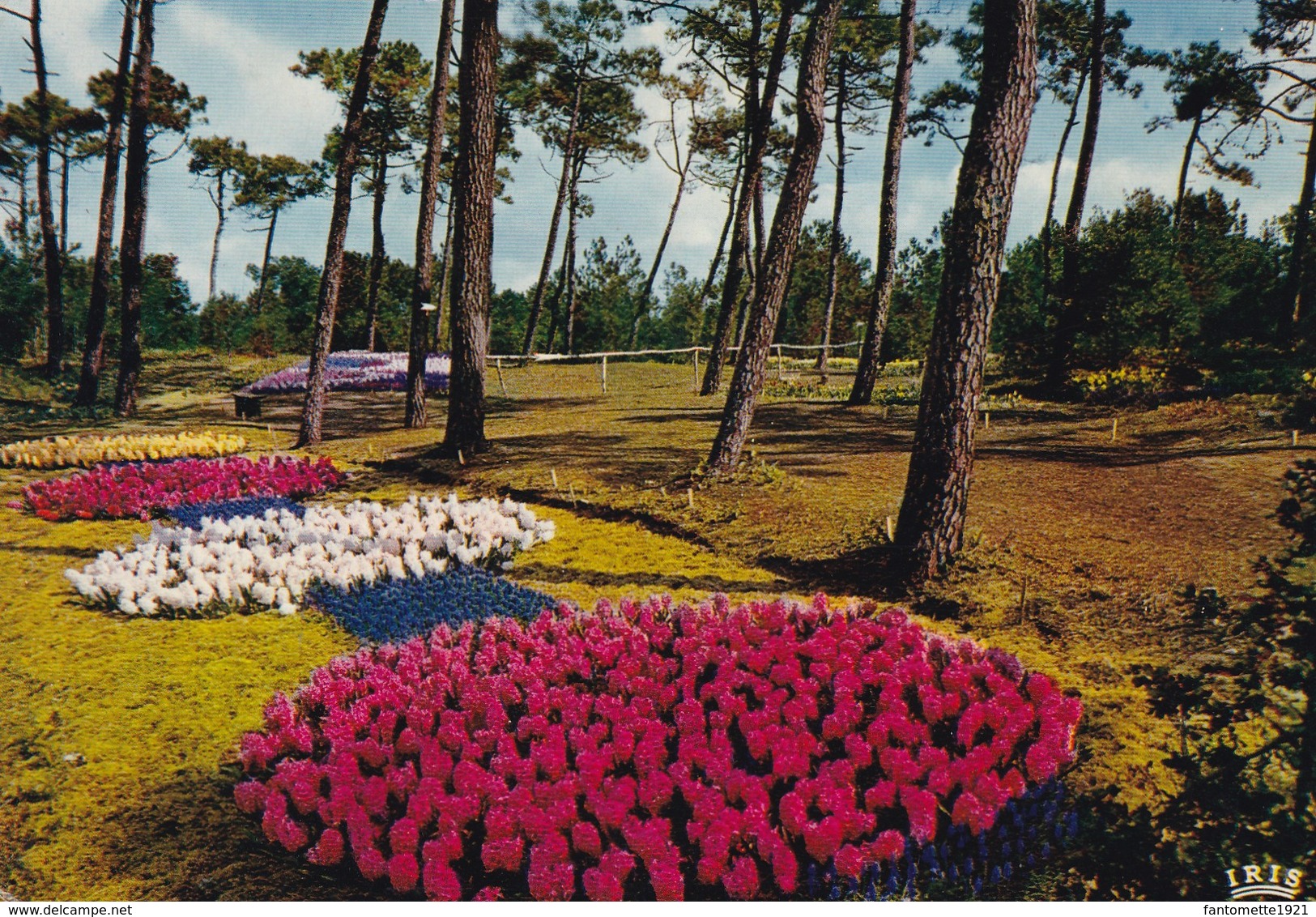 LA TRANCHE SUR MER  LES FLORALIES (dil250) - La Tranche Sur Mer