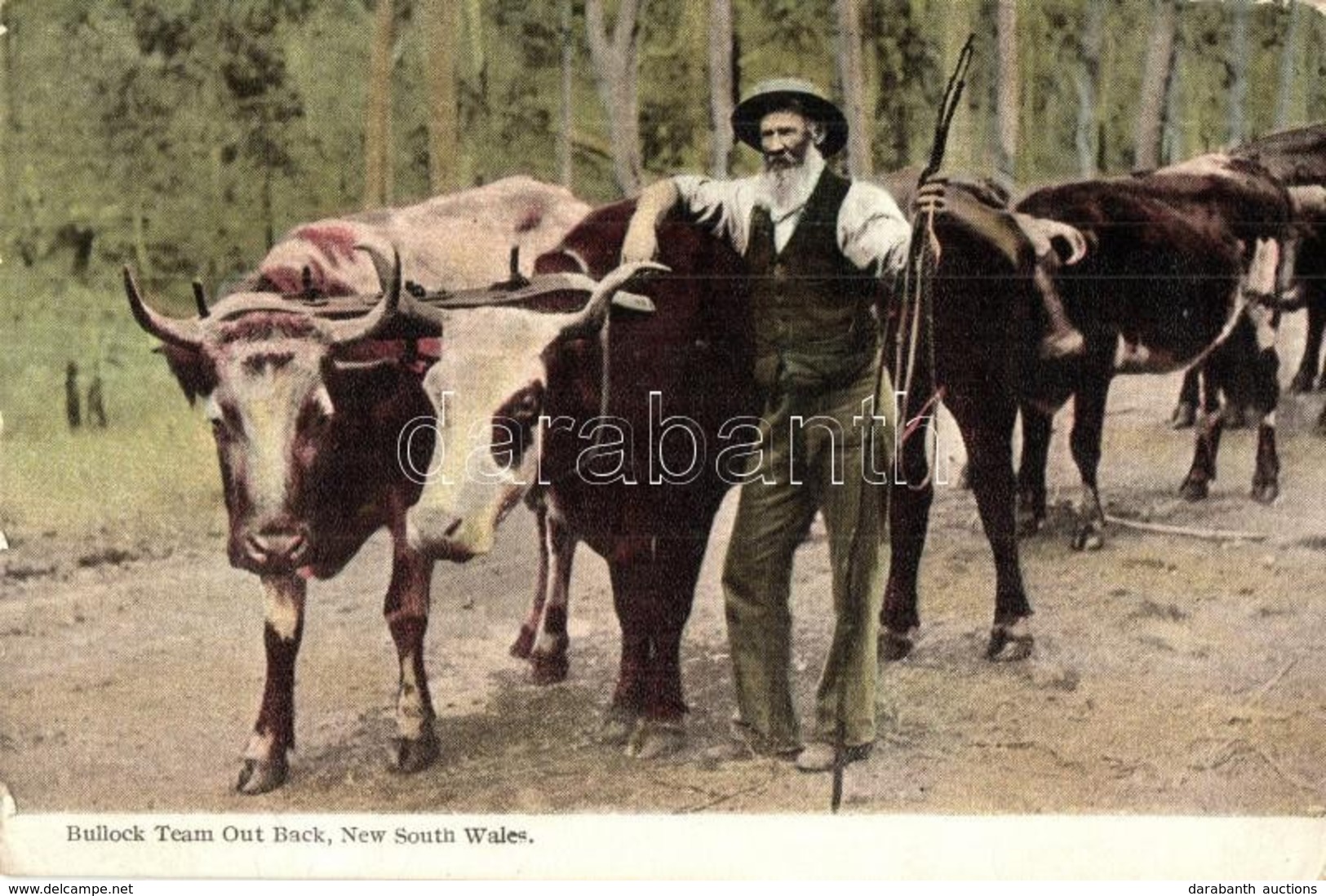 * T3 New South Wales, Bullock Team Out Back, Cattle (EB) - Unclassified