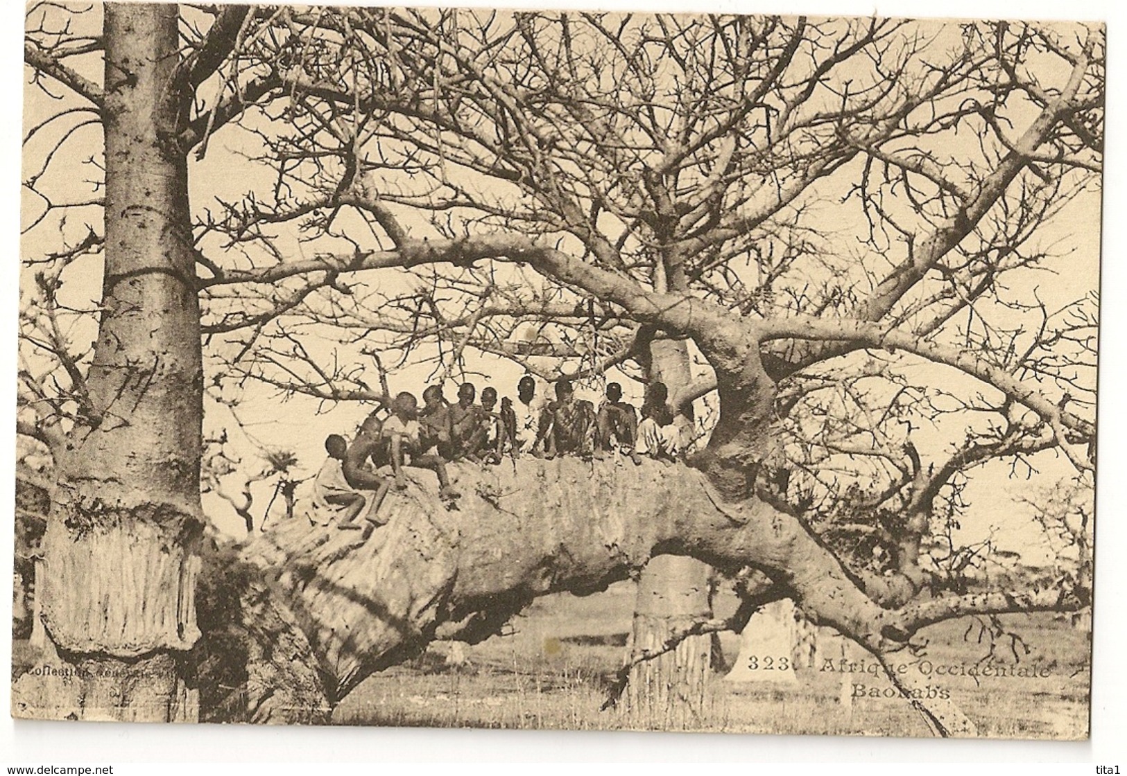 S7150 - Afrique Occidentale - Baobabs - Non Classés