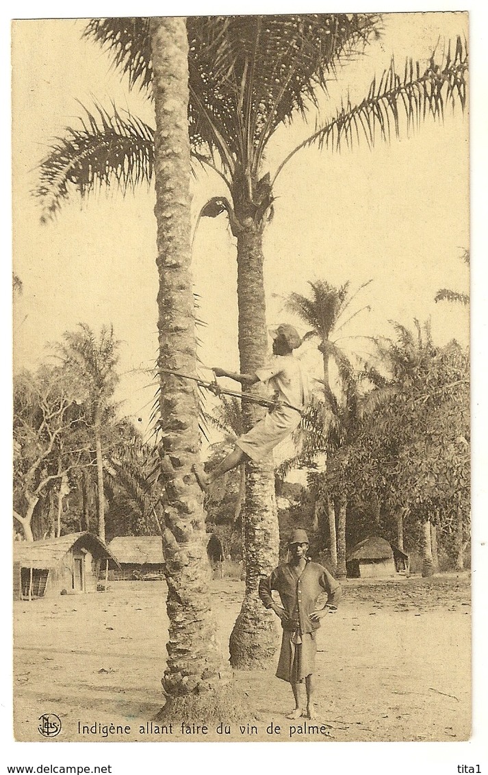 S7160 - Indigène Allant Faire Du Vin De Palme - Afrique