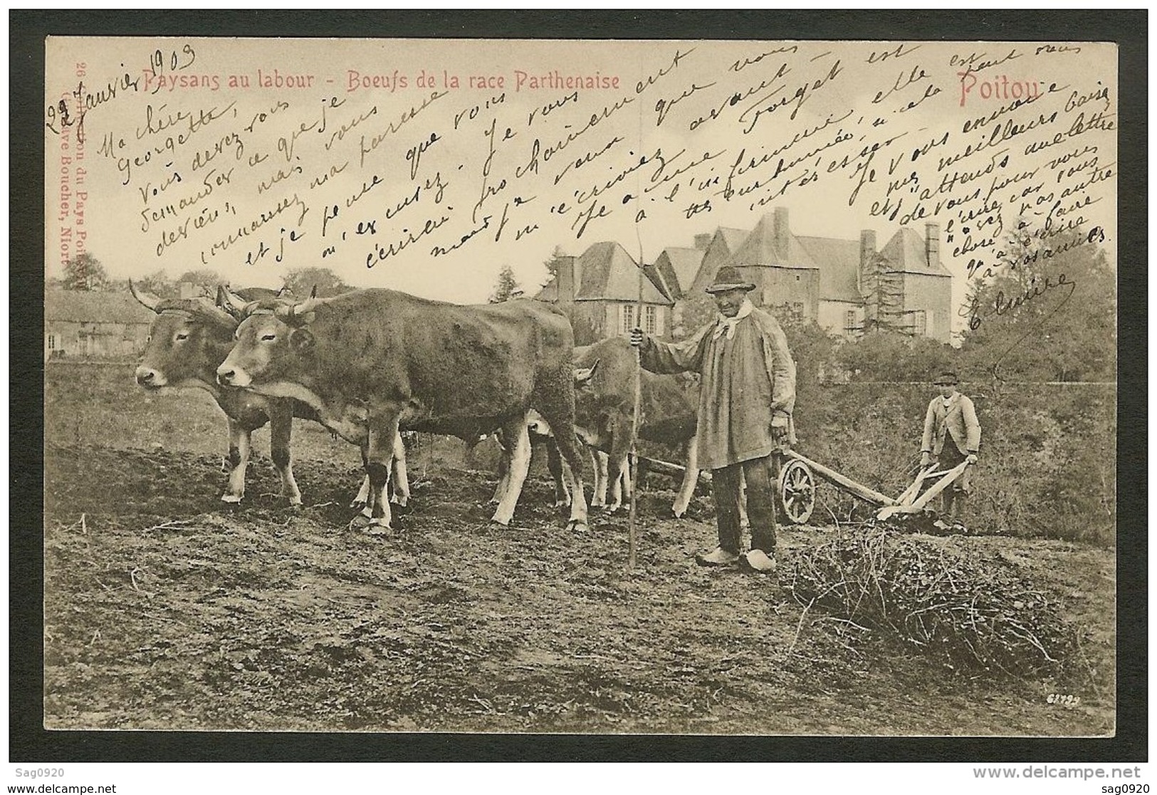 Poitou-Paysans Au Labour-Boeufs De La Race Parthenaise - Poitou-Charentes