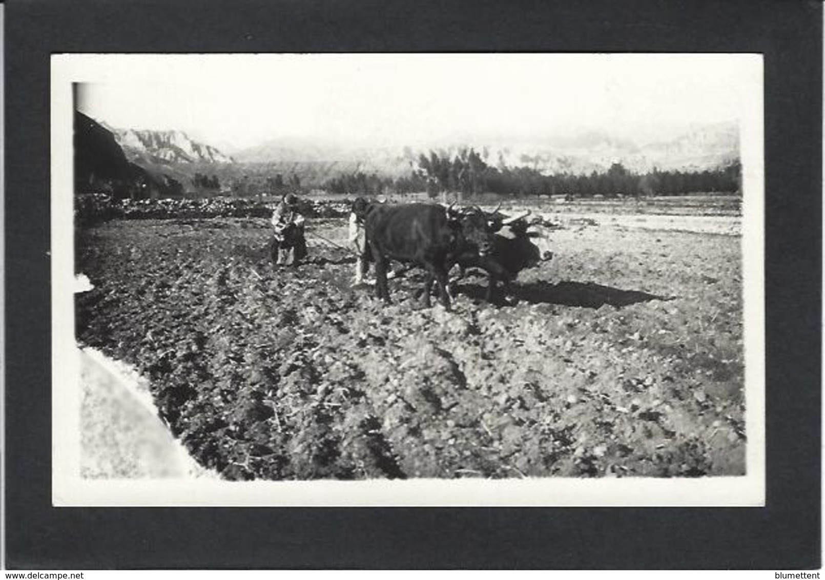 CPA Bolivie Bolivia  Carte Photo RPPC Types Non Circulé Métier Culture De Maca - Bolivie