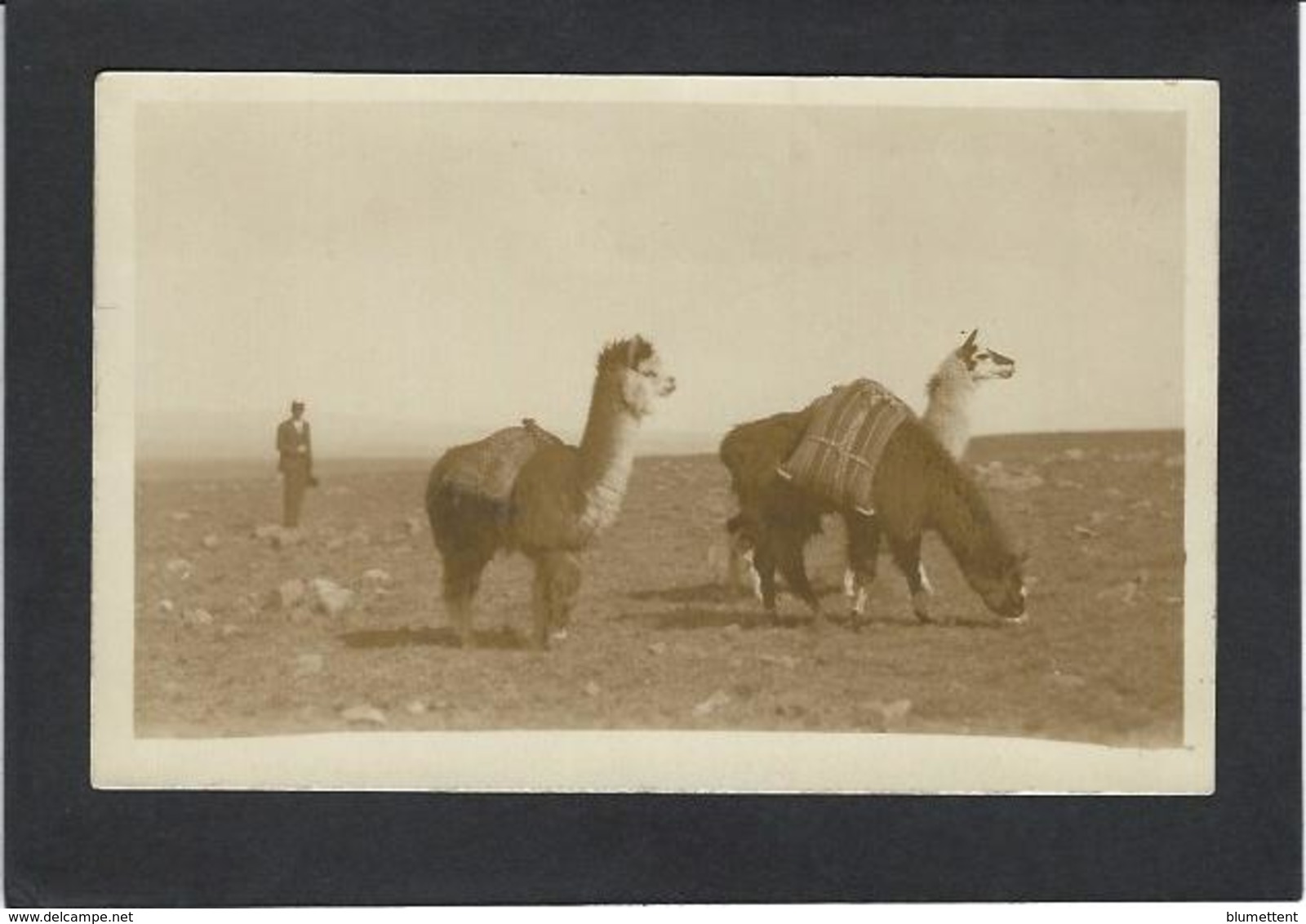 CPA Bolivie Bolivia  Carte Photo RPPC Non Circulé Lamas - Bolivië