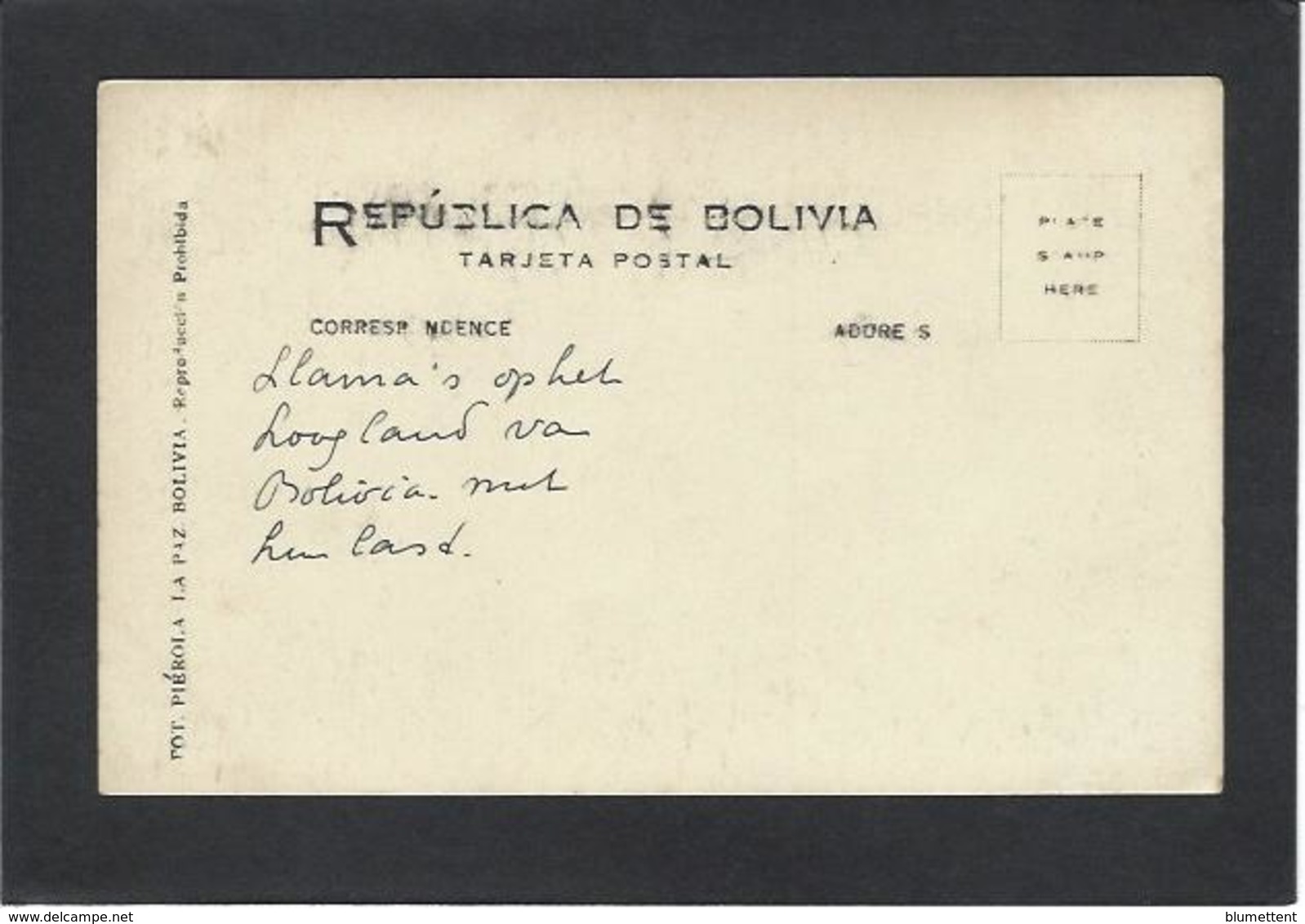 CPA Bolivie Bolivia  Carte Photo RPPC Non Circulé Lamas - Bolivien