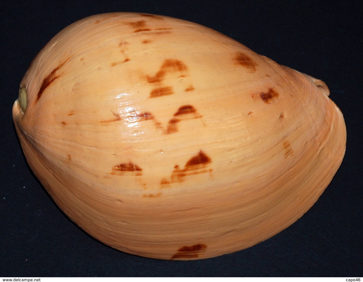 286 - MELO MELO  - Mm. 145 - Seashells & Snail-shells