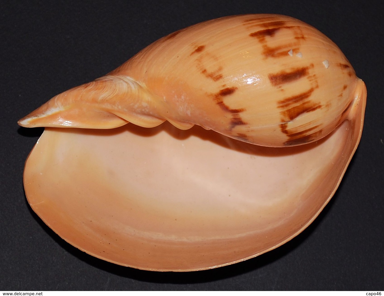 286 - MELO MELO  - Mm. 145 - Seashells & Snail-shells