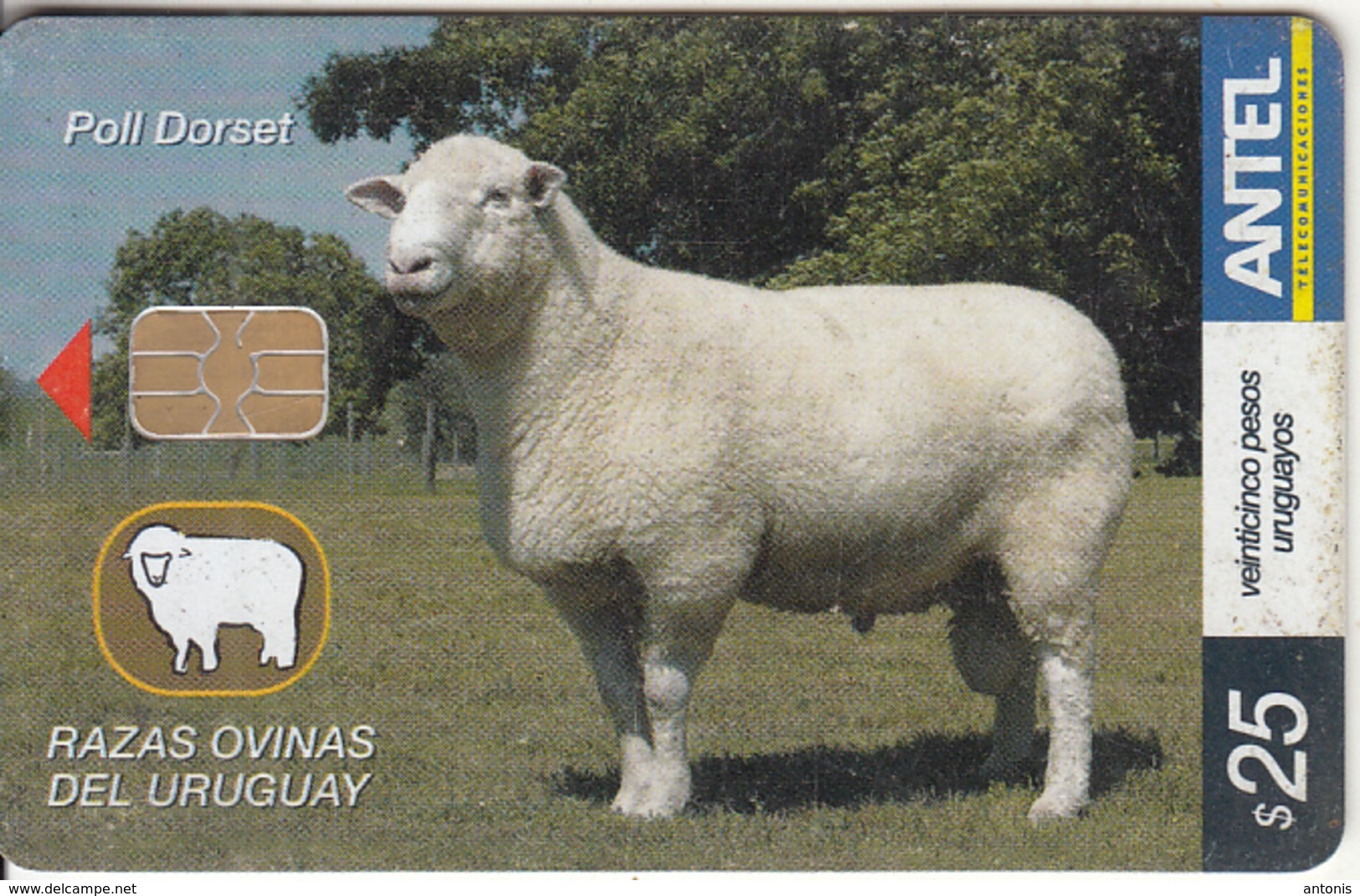 URUGUAY - Animal, Poll Dorset(440a), 06/06, Used - Uruguay