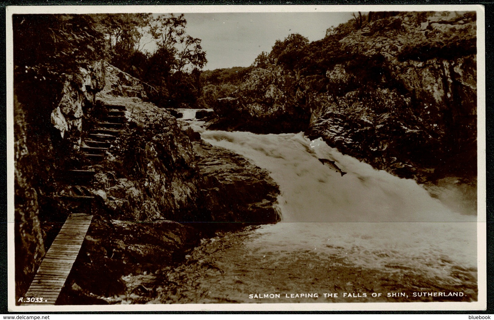 Ref 1251 - Real Photo Postcard - Salmon Leaping - Falls Of Shin Sutherland Scotland - Sutherland