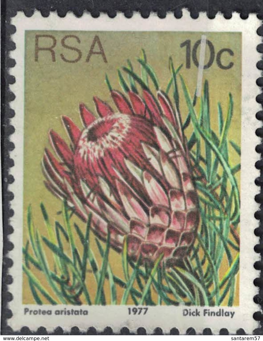 Afrique Du Sud 1977 Used Plante Ladismith Sugarbush Protea Aristata SU - Oblitérés