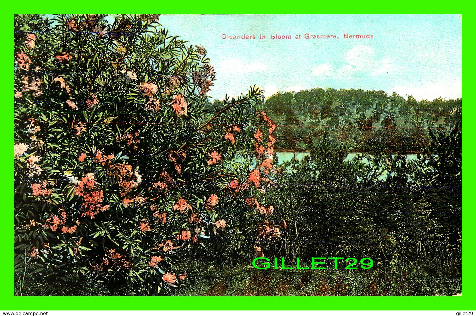 GRASMERE, BERMUDA - OLEANDERS IN BLOOM - CIRCULÉE EN 1911 -  PHOENIX DRUG CO - - Bermudes