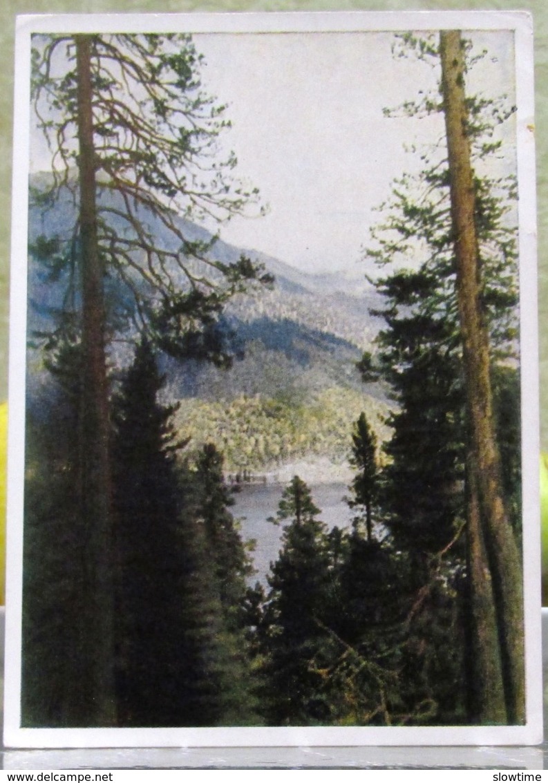 Abkhazia Georgian USSR Postcard 1946 Lake Ritsa Forest Landscape Russian Postcard - Russia