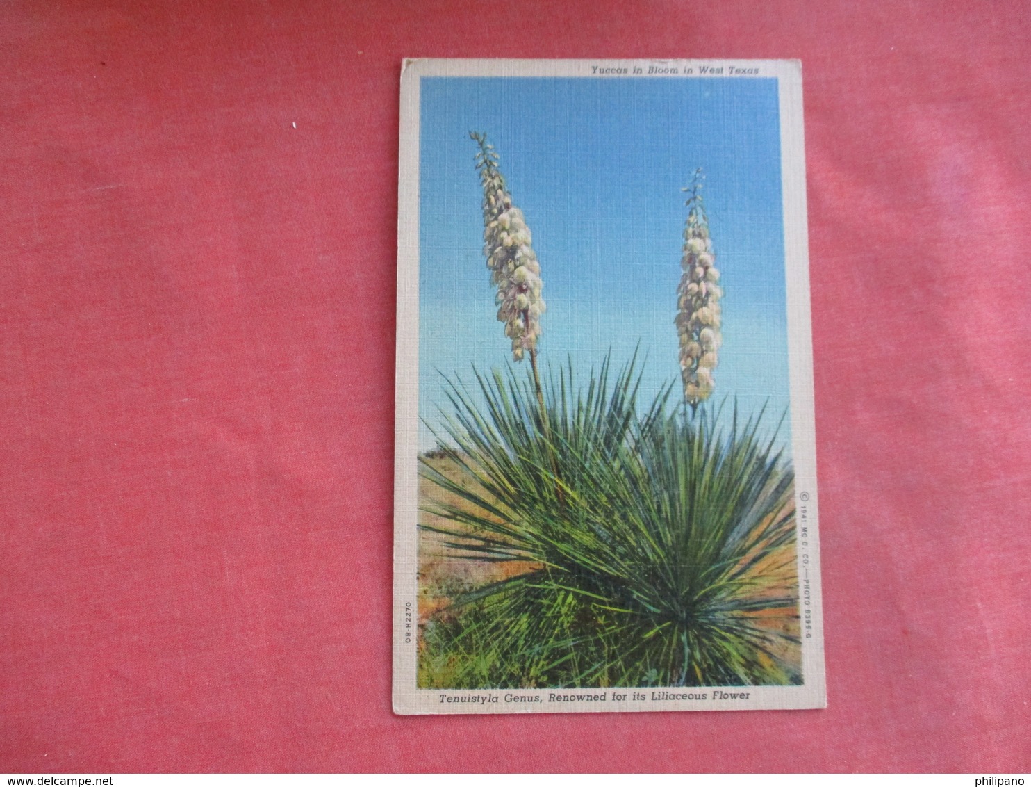 Yuccas In Bloom In West Texas   Ref 3108 - Cactus