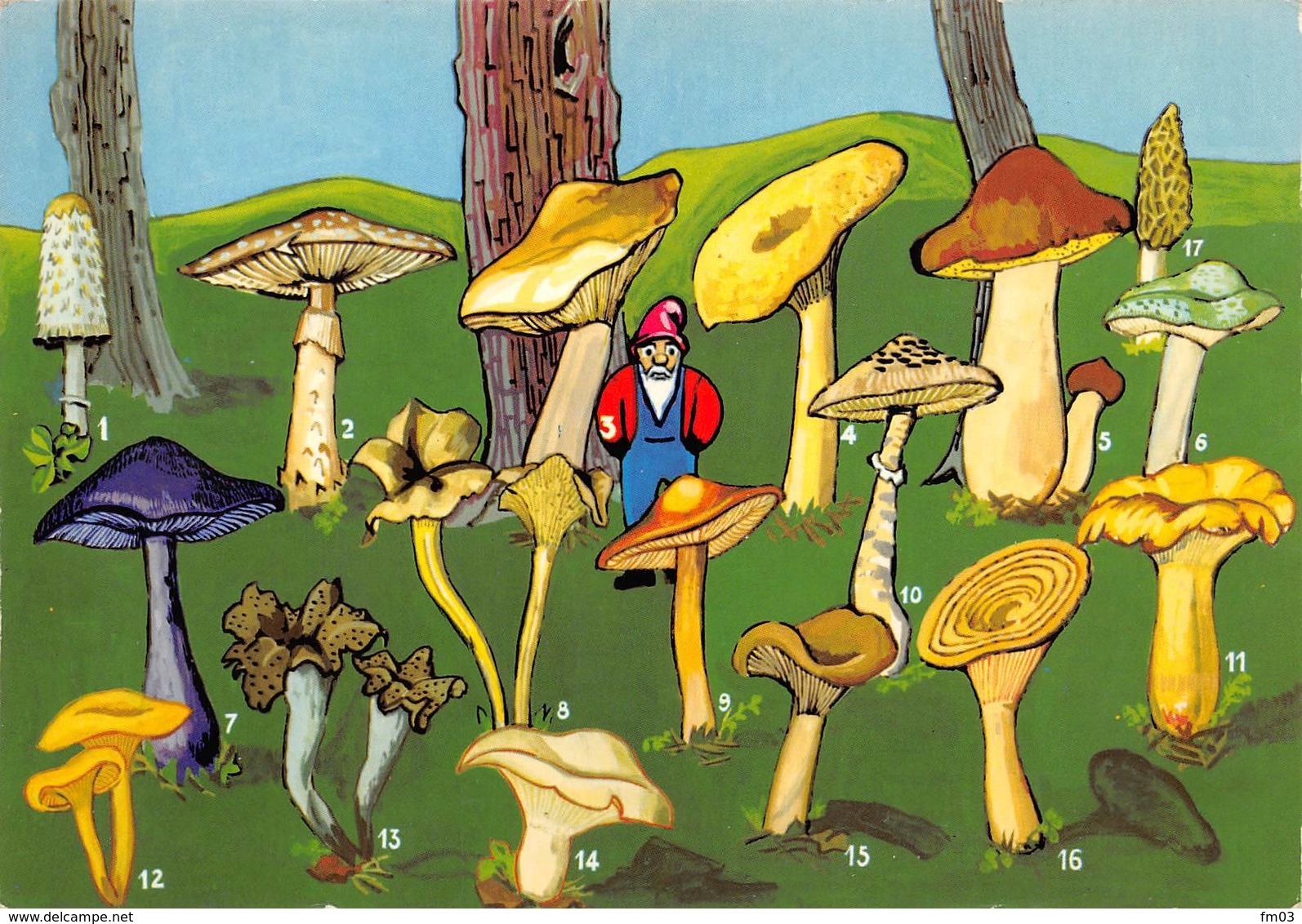 Champignons - Champignons