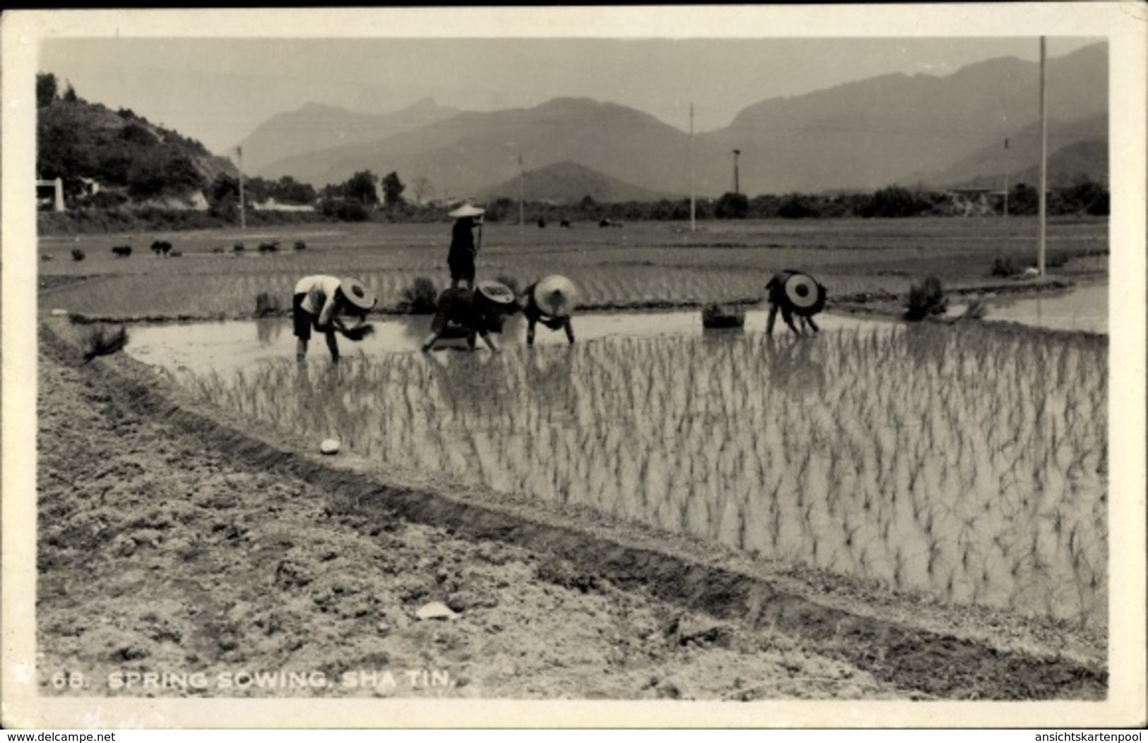 Photo Cp Sha Tin Hongkong China, Spring Sowing, Reisfeld, Bauern - Chine